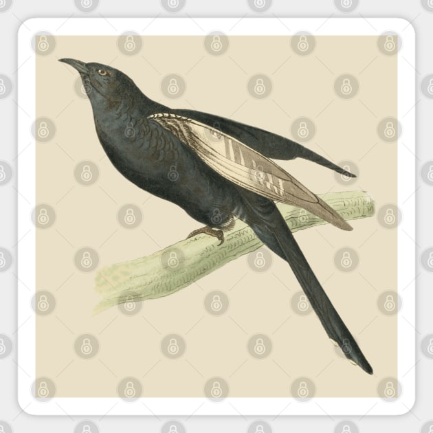 Black Cuckoo Vintage Bird Illustration by William Swainson Magnet by TuncGK